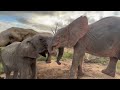 100 Sweet Moments with Baby Elephant, Khanyisa 💖🐘