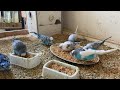 24 Minute Budgies Sounds, Budgies Feeding Time Relax ASMR HD 4K 60FPS