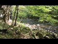 Stream in the forest - 20230929