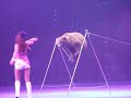 Animal cruelty in the circus