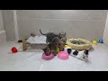 CLASSIC Dog and Cat Videos😍1 HOURS of FUNNY Clips😻