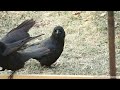 The Ultimate Guide to Feeding Crows in Your Backyard
