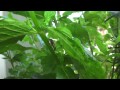 Asiatische Marienkäferlarve im Pfefferminz