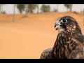 Training to be a falconer