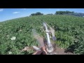 Irrigating potatoes with irrigation guns