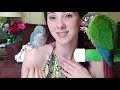 Why I Don't Think Quaker Parrots Make Good Beginner Parrots