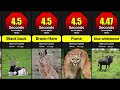 How Long It Takes Different Animals to Complete 100m Race