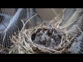 Blackbird Chicks feeding and in nest