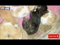 Cute AND FUNNY Animal videos 2024FUNNiEST DOgs , CATS 2024🐕 Cat Giving birth Cute Kittens 🐾 part 79