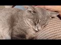 My Grey tabby cat Tiger snuggling on my lap