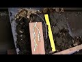 Back to Eden No Till Organic Gardening 101 Method with Mulch VS Leaves Composting Garden Soil  #2