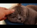 哄英短蓝猫睡着需要多久？How to get cats to sleep quickly