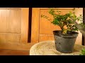 PROSES SELEKSI CABANG DAN RANTING BONSAI MAME