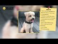 Schnoodle Dog Breed Guide 📃🔴 2023 🔴