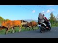 Sapi Lembu Jinak Berkeliaran di Ladang rumput - suara sapi video sapi Lucu