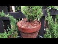 The Fun Way to Grow Rosemary