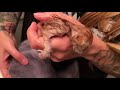 Saving the Tiniest Newborn Kitten