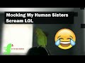 Indian Ringneck Parrot Talking Like Crazy at 10 months old!