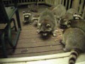 Raccoons and Peanut Butter Sandwiches