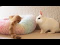 It’s good when you have a friend | Cute kitten Kisses a Bunny