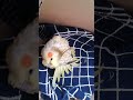 cockatiel attack :D