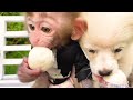 Baby Monkey BonBon والأرنب اللطيف يأكل حلوى الشوكولاتة في سيارة الهالوين - BonBon Arabic