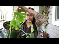 Monstera storytime | Thrips and stupidity