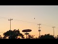 Red-tail hawk flies off to end a day. Big city hawk San Antonio Texas