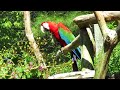 Sylvan Heights Bird Park - Scarlet Macaw