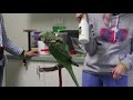 Teaching a Bird to Take a Bath | Alexandrine PROVES This Works!