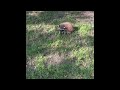 Cute baby raccoon cold on the ground