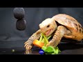 ASMR EATING FOOD MUKBANG 🐢 Turtle Tortoise 98