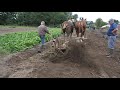 Harvesting potatoes: Belgian draft horses draw a potato digger