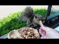 We have a new adorable squirrel