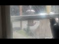 Bird feeder being watched by 2 cats Y'alls