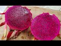 How to feed dragon fruit plants / How often to fertilize dragon fruit