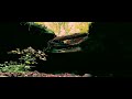 Forested Cave Entrance | Nature Soundscape White Noise (4k visuals)