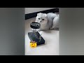 Best Funny Dogs and Cats Videos😻🐶Funniest Animal videos 2024😹Part 15