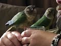 Fluffy Snuffy-Lump Conures Take a Bath In The Water 😄😂