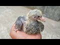 Day to Day Racing Pigeon Growth 15 days Progress!