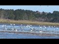 Pin Tail Ducks at Alligator River National Wildlife Refuge. Feb 15, 2024