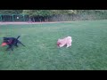 dog fight over a broken ball