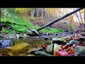 Calming Forest Mountain Stream Autumn ✦ Nature Sounds For Sleep ✦ Relax