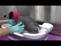Hairless Kitties Take A Bath | Cute Sphynx Cats