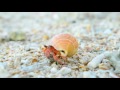 Where Hermit Crabs Come From