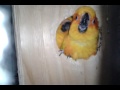 Sun Conures home