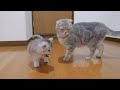 This cute kitten steals and eats his daddy cat's food with great vigor...