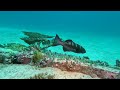EXPLORE THE CORAL REEFS  FEB 2024 SOUTH MALE ATOLL, MALDIVES. UNDERWATER RELAXATION VIDEO 4K