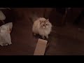 Cat vs. long box