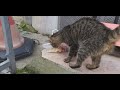 MİSAFİR KEDİMİZLE PAZAR NÖBETİ DÜKKANDA BAŞLIYORUZ🐈 HAYIRLI SAĞLIKLI SIHHATLİ PAZARLAR 05 MAYIS 2024